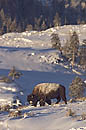 Bison Lamar Valley Yellowstone 